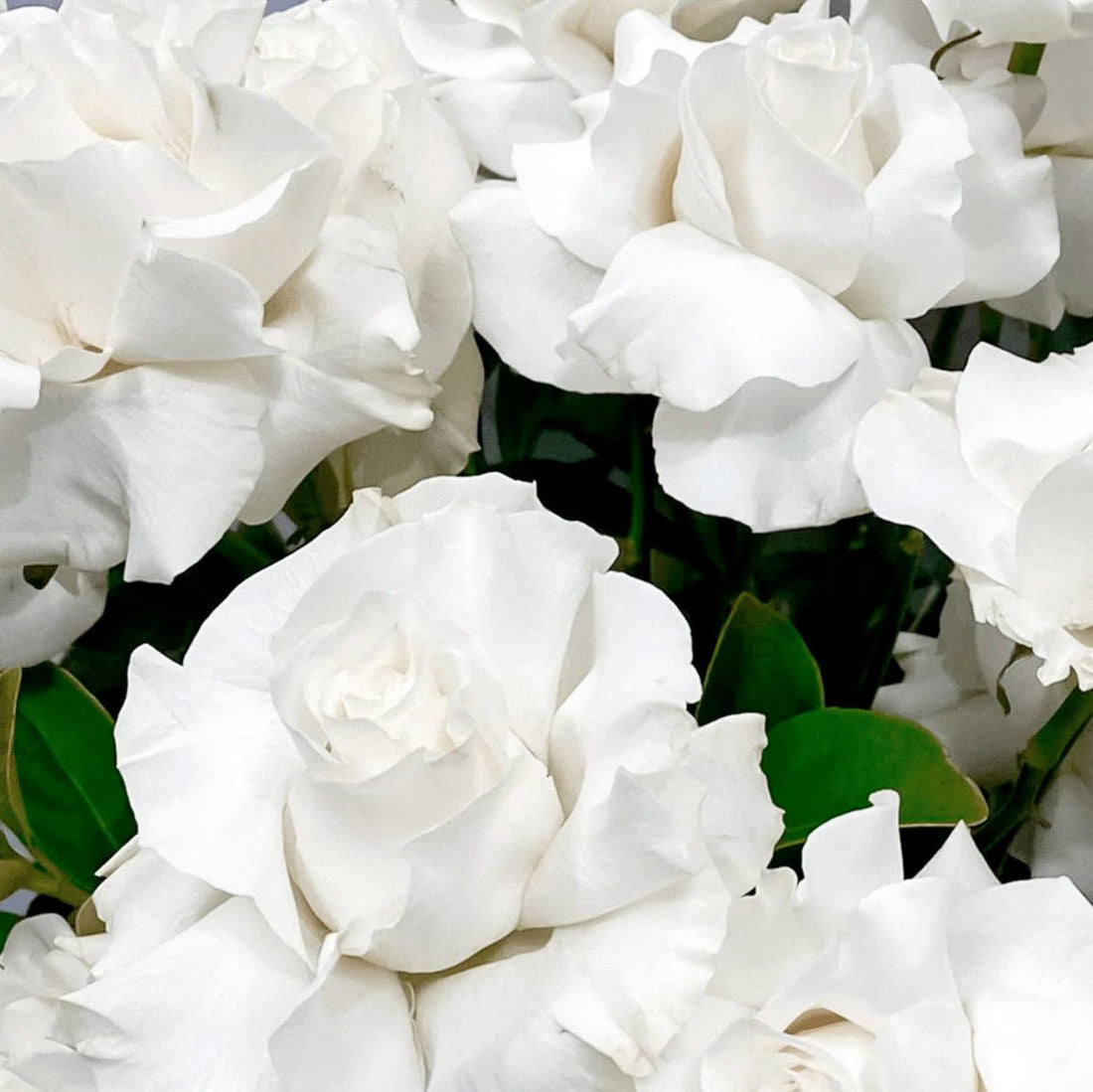 Frozen (inc Vase) - ROSE & CO