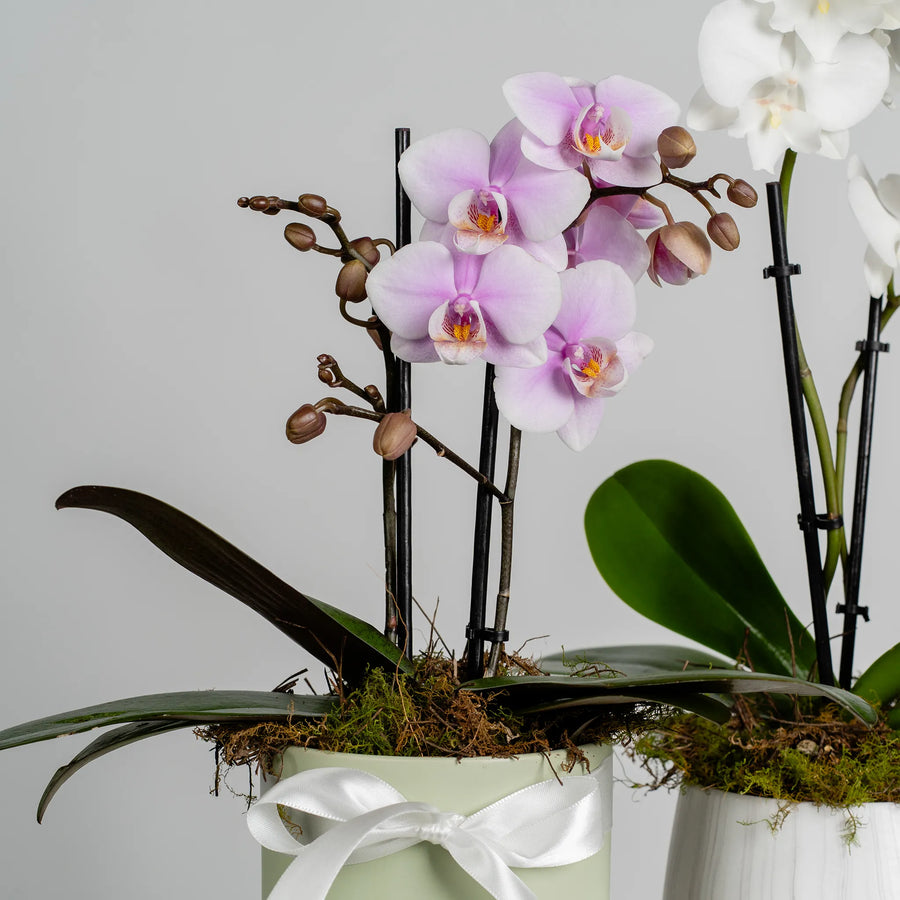 Mini Phalaenopsis Orchid plants