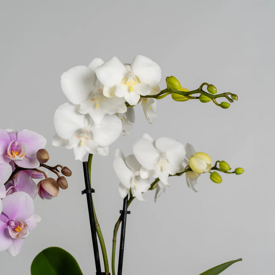 Mini Phalaenopsis Orchid plants