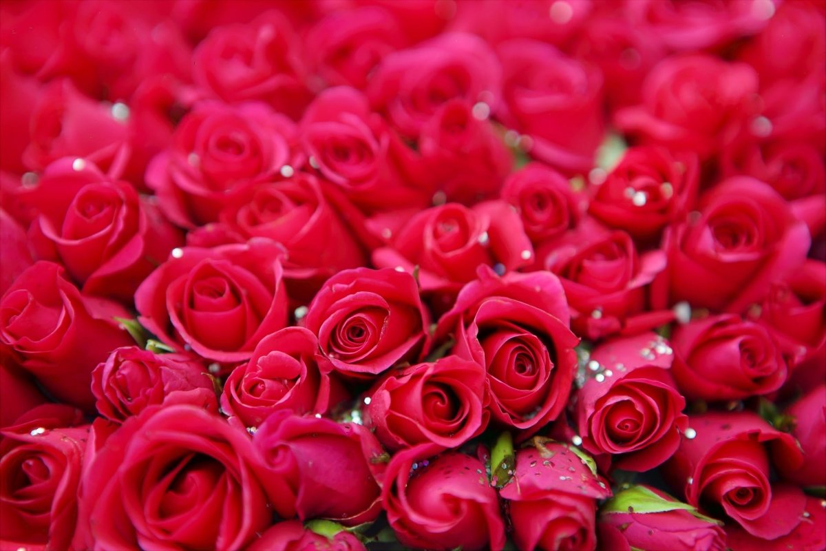 A Complete Guide for you to know the Gifting Roses by their Color - ROSE & CO