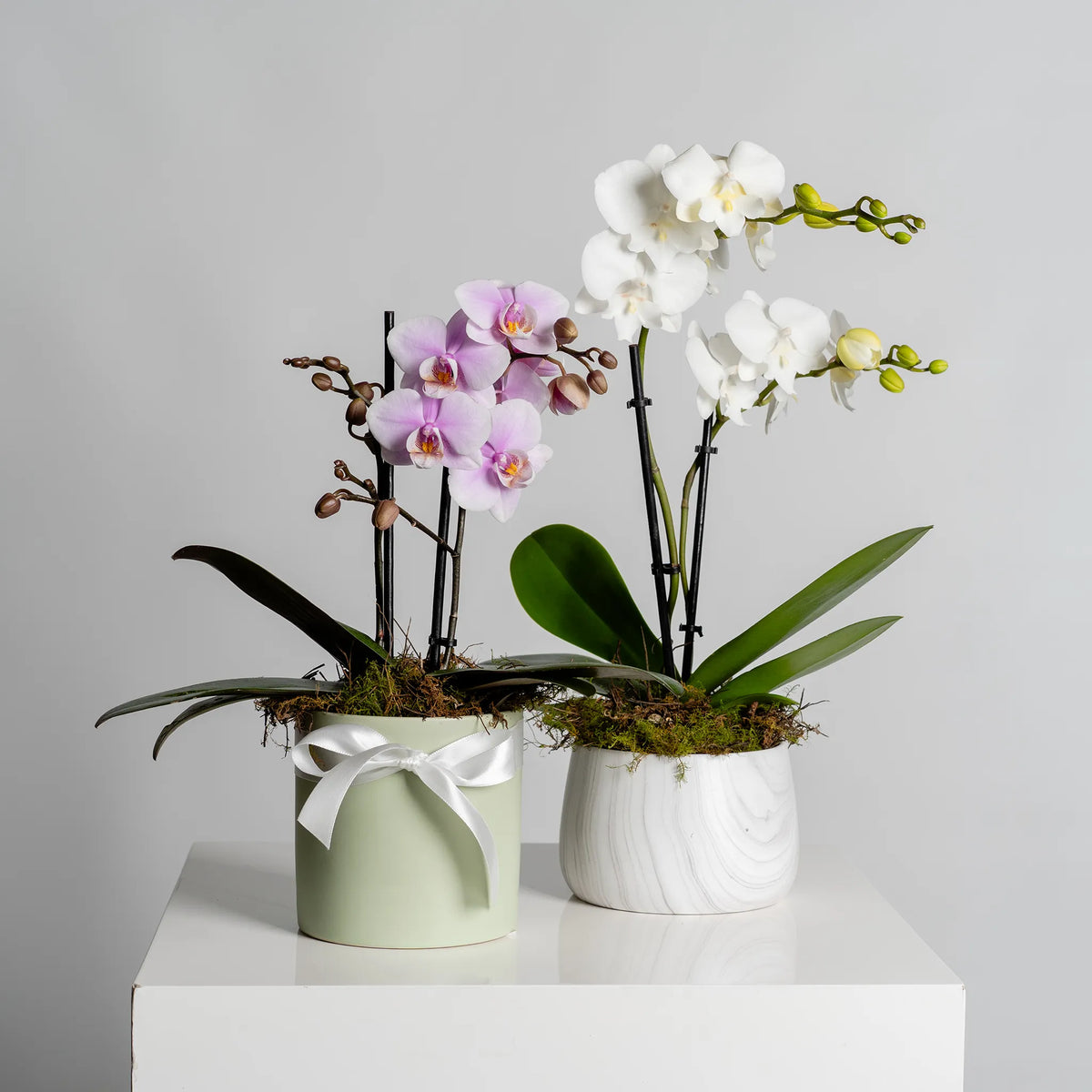 Plants