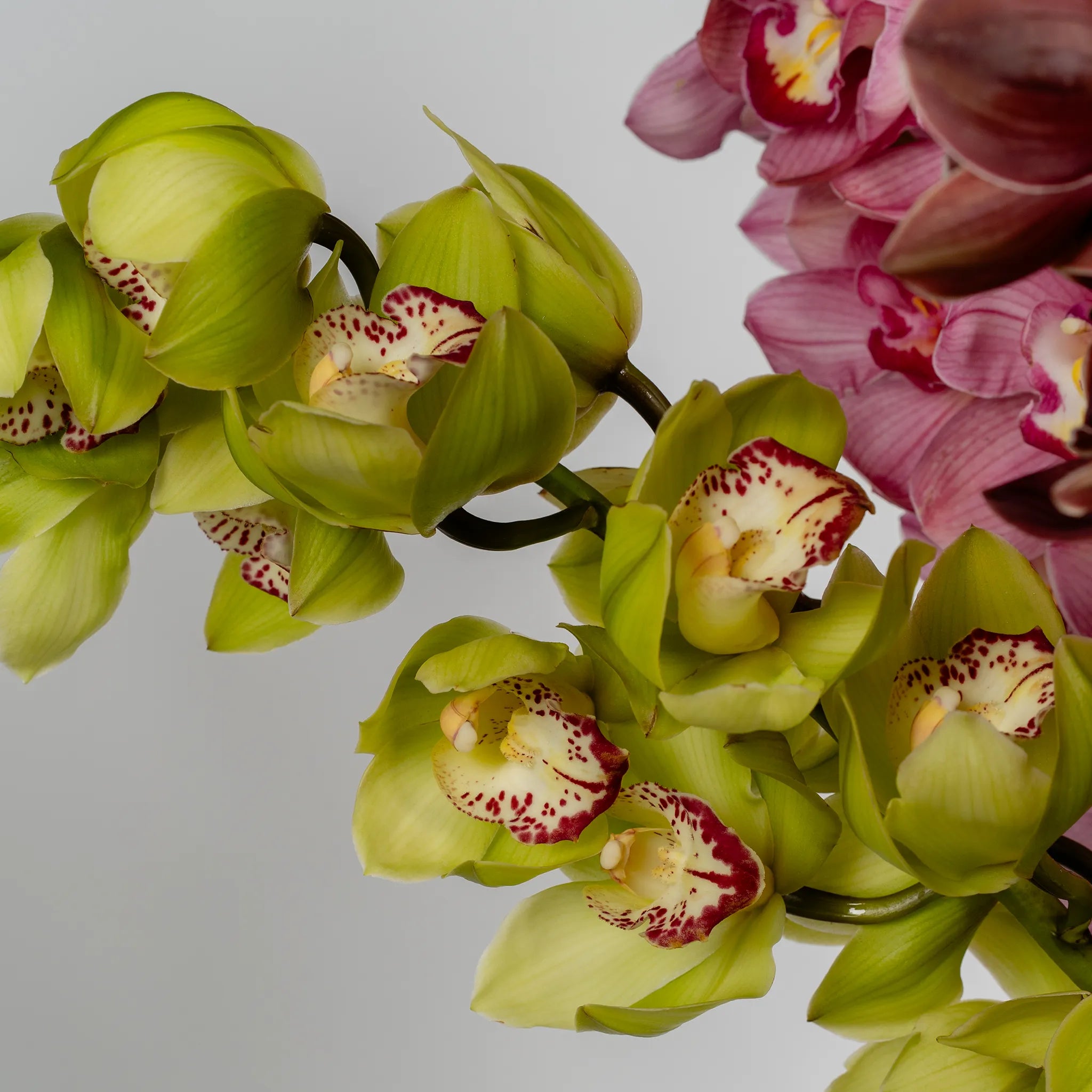 Cymbidium Orchids by the stem