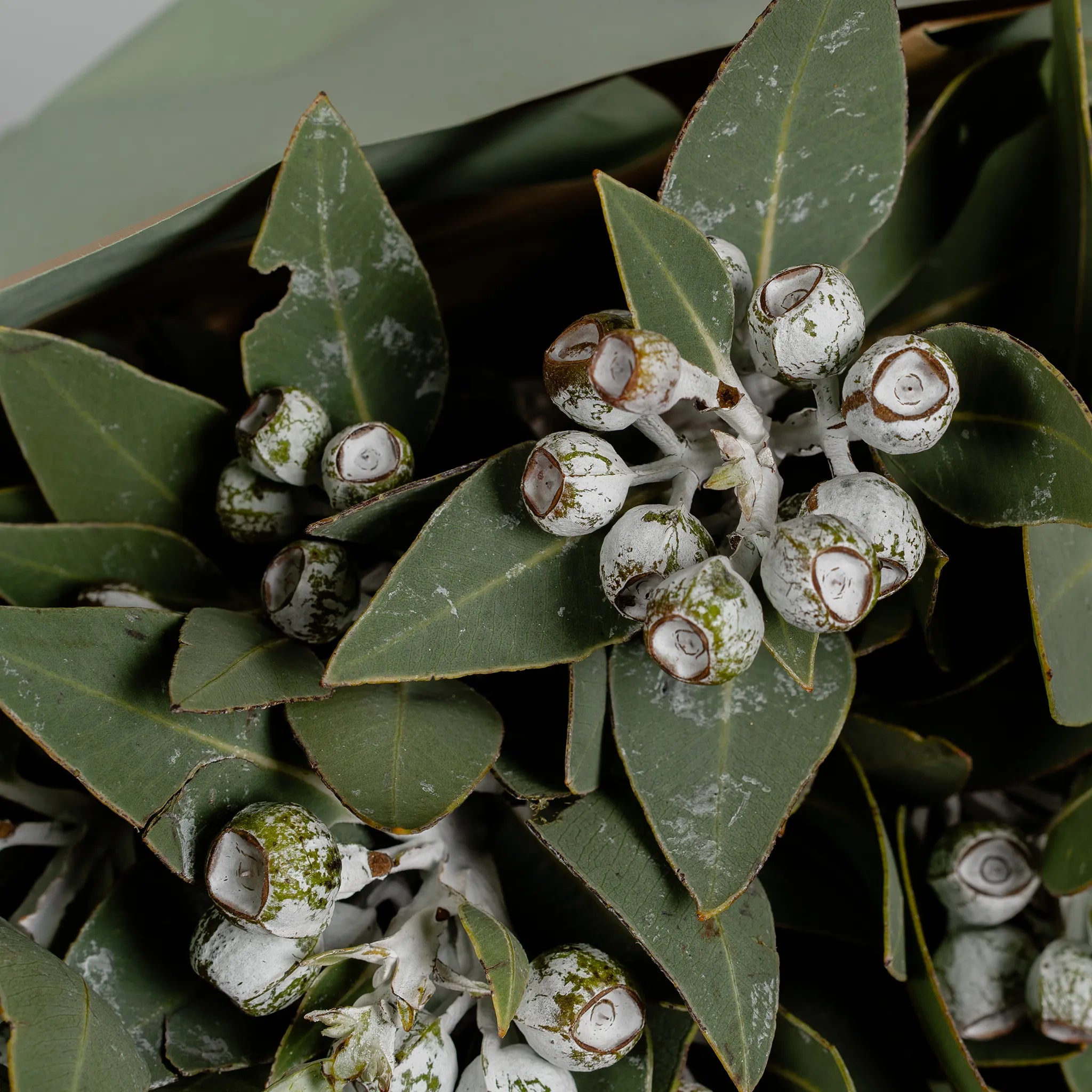 Tetragona Gumnuts