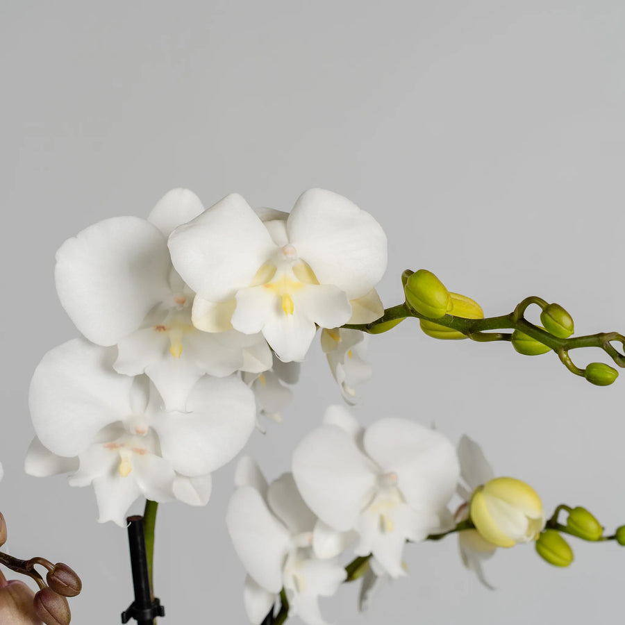 Mini Phalaenopsis Orchid plants