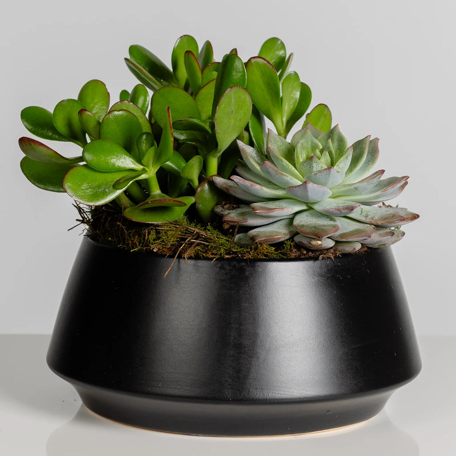 Succulent Garden