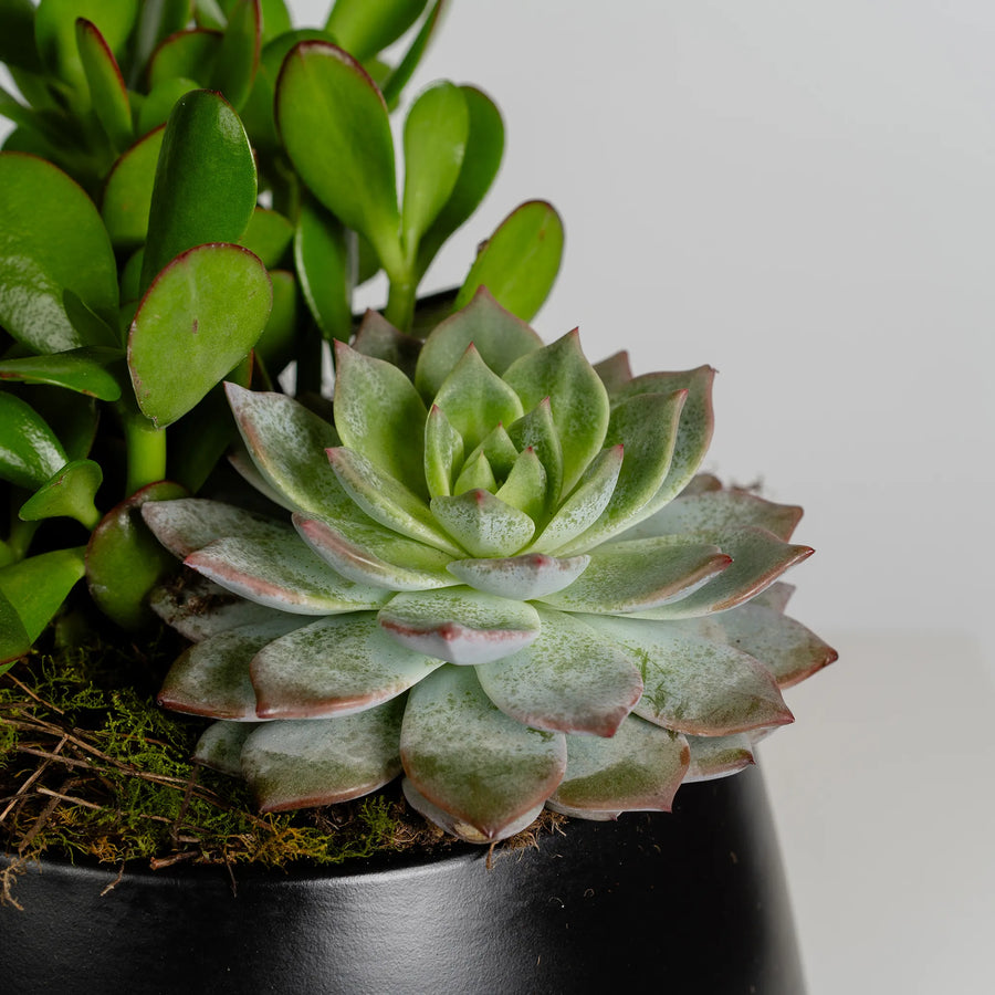 Succulent Garden
