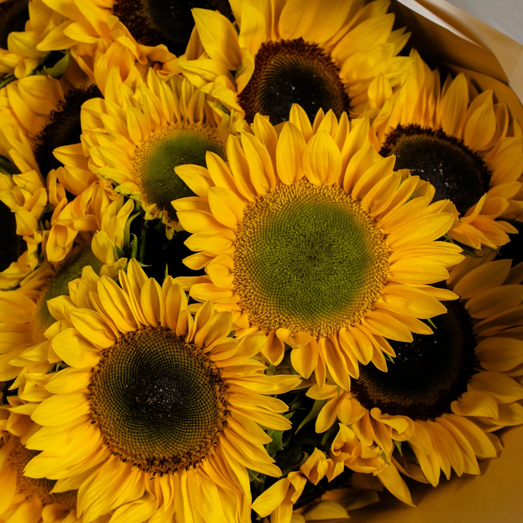 Snuggle with Sunflowers