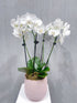 Deluxe Orchid Plant - ROSE & CO