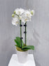 Orchid Plant - ROSE & CO