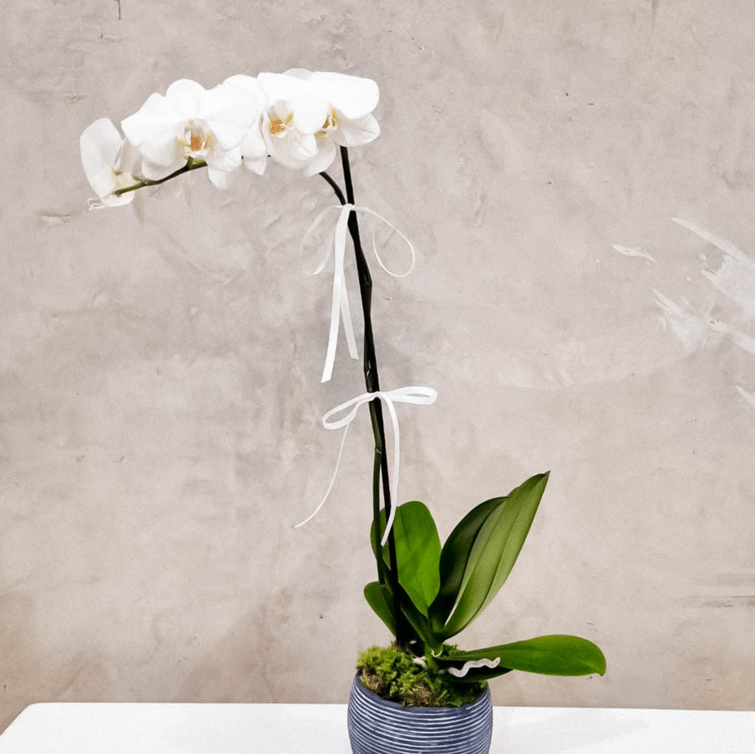 Orchid Plant - ROSE &amp; CO