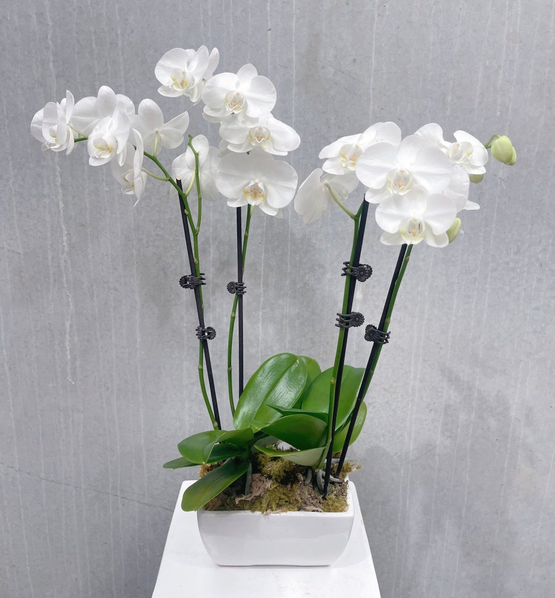 White Orchid Plant - ROSE &amp; CO
